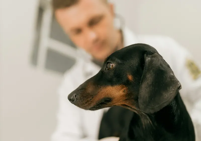 A vet examining a dachshund